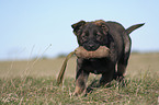 German Shepherd Puppy