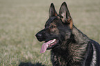 male German Shepherd