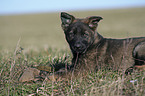 German Shepherd Puppy