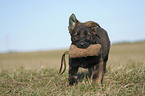 German Shepherd Puppy