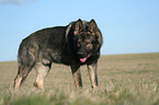 male German Shepherd