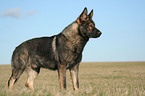 male German Shepherd