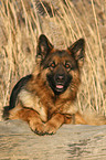 German Shepherd