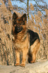 German Shepherd