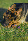 German Shepherd