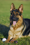 German Shepherd