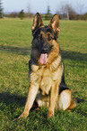 sitting German Shepherd