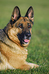 German Shepherd