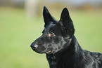 black german shepherd