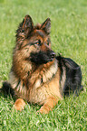 German Shepherd