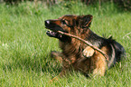 German Shepherd