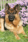 German shepherd