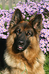 German shepherd