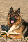 German shepherd