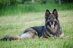 German Shepherd