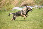 running German Shepherd