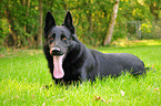 lying German Shepherd