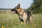 standing German Shepherd