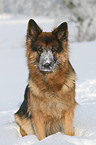 sitting German Shepherd