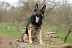 German Shepherd