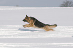 German Shepherd in snow