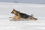 German Shepherds in snow