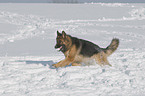 German Shepherd in snow