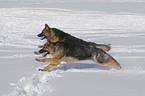 German Shepherds in snow