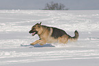 German Shepherd in snow