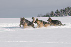 German Shepherds in snow