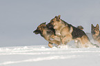 German Shepherds in snow