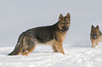 German Shepherds in snow