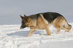 German Shepherd in snow