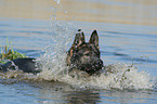 German Shepherd in water