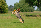 German Shepherd catching frisbee