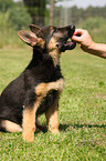 german shepherd puppy