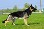 German Shepherd