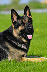 German Shepherd