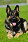 German Shepherd