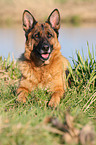 lying German Shepherd