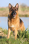 German Shepherd