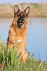 sitting German Shepherd