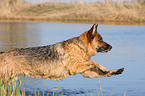 German Shepherd