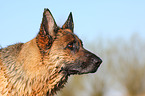 German Shepherd Portrait