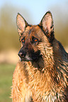 German Shepherd Portrait