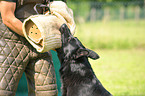 black German Shepherd