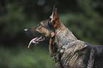 German Shepherd Portrait