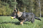 young German Shepherd