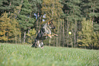 playing German Shepherd