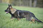 young German Shepherd